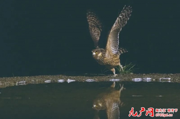 国家二级保护动物黄腿渔�^现身武宁
