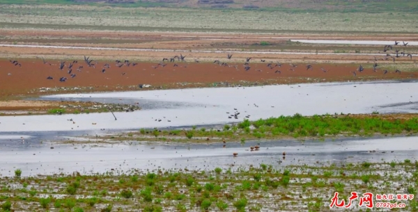 空中圆舞曲！鄱阳湖鞋山水域湿地1万余羽候鸟精彩演绎